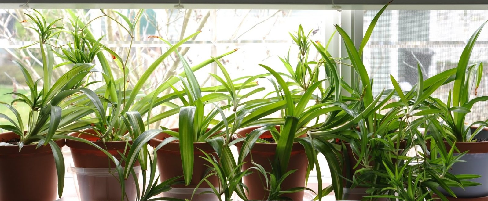 2. Spider Plant